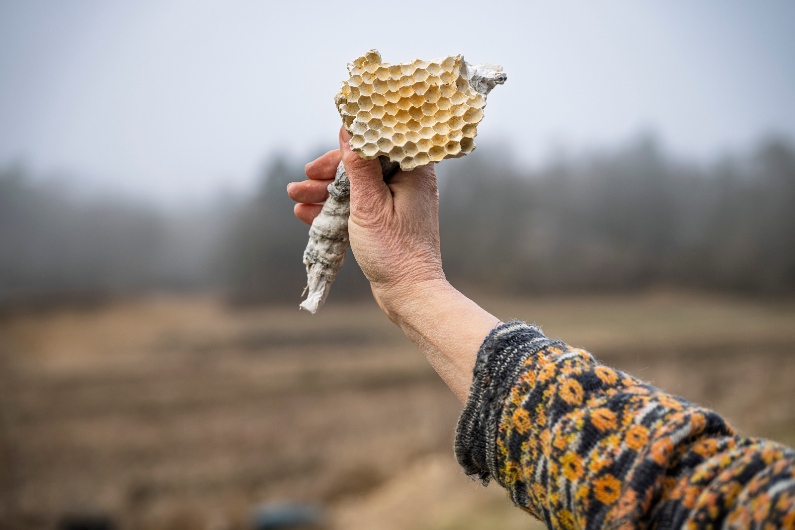 Månadens konstnär på Galleri Cafe Olivia